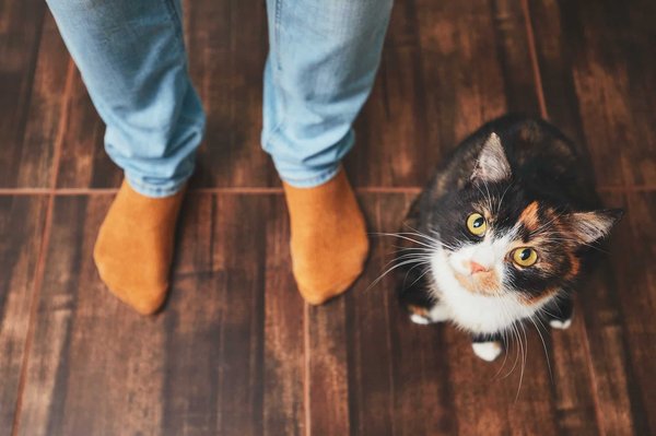 Quels sont les accessoires indispensables pour le confort et le divertissement de votre chat ?