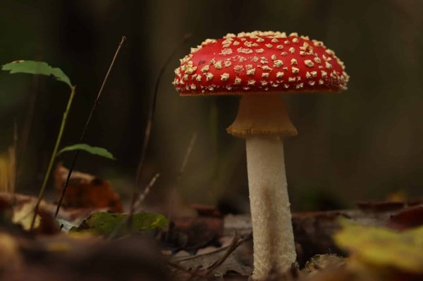 Comment reconnaitre une plante toxique?